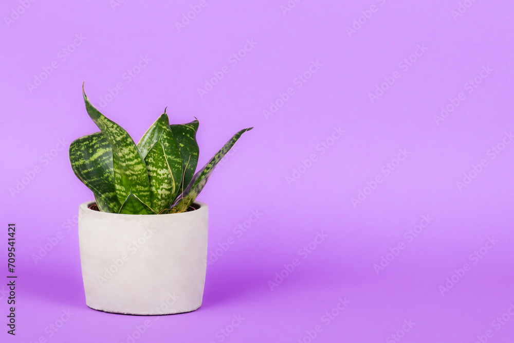 Green flower in a ceramic pot with bright background.