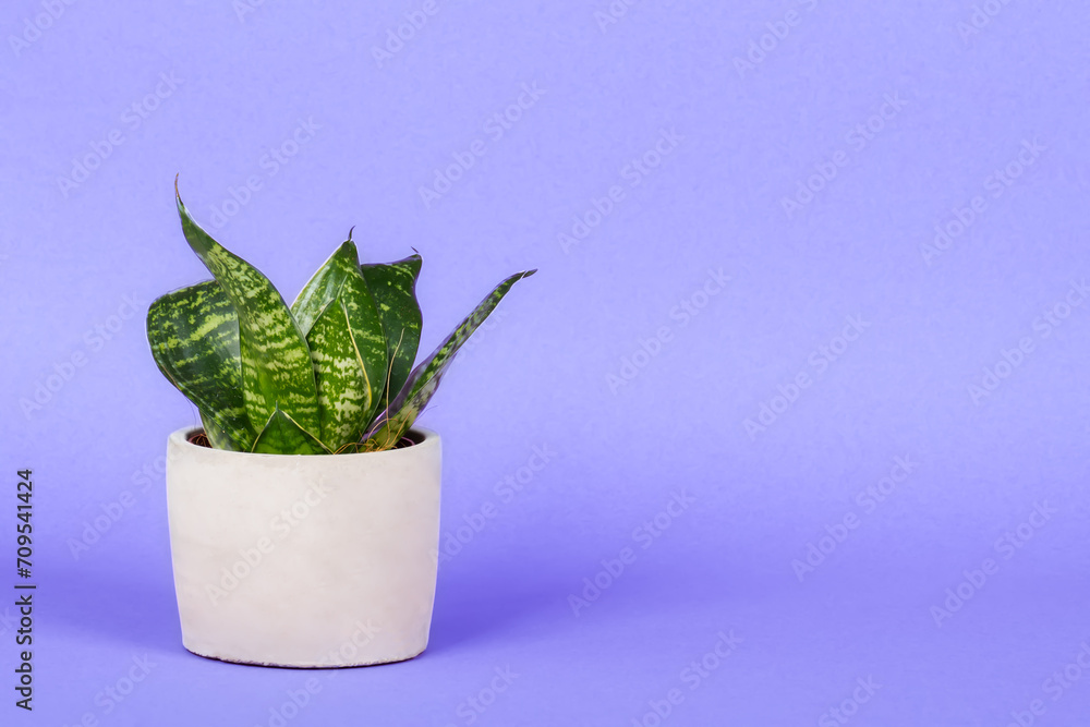 Green flower in a ceramic pot with bright background.