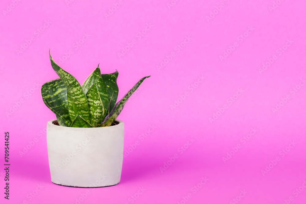 Green flower in a ceramic pot with bright background.