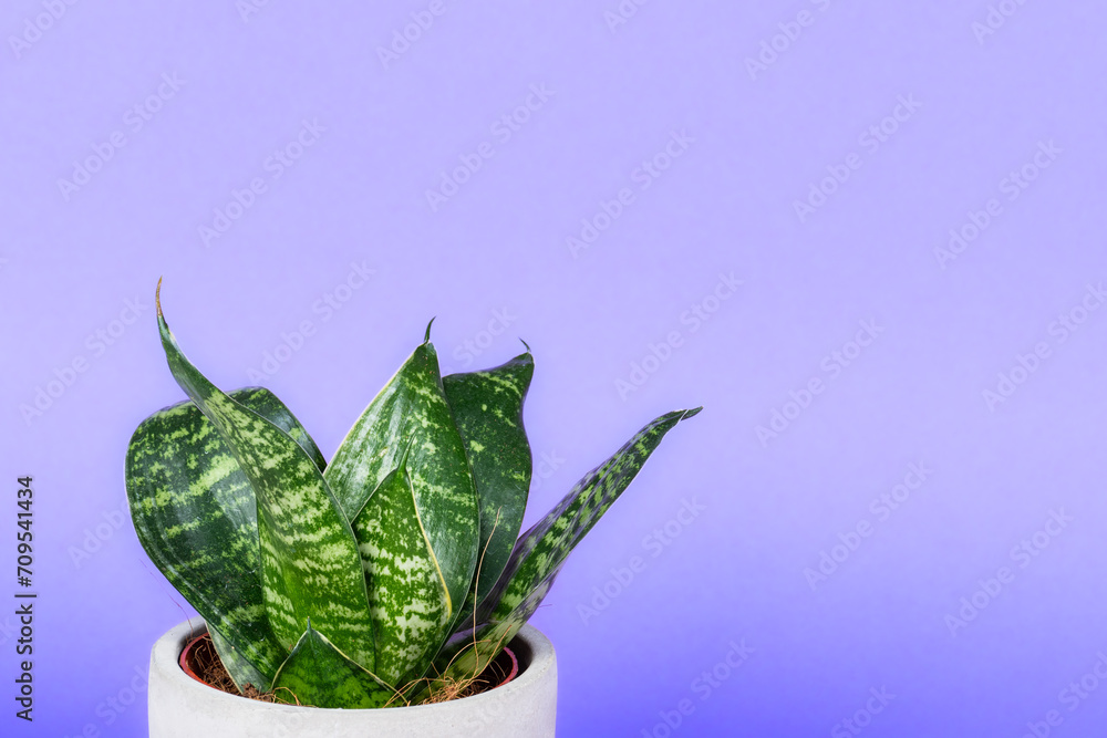 Green flower in a ceramic pot with bright background.
