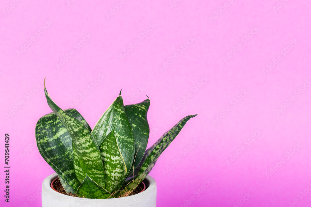 Green flower in a ceramic pot with bright background.