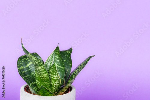 Green flower in a ceramic pot with bright background.