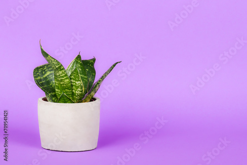 Obraz na płótnie Green flower in a ceramic pot with bright background. w salonie