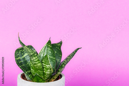 Obraz na płótnie Green flower in a ceramic pot with bright background. w salonie