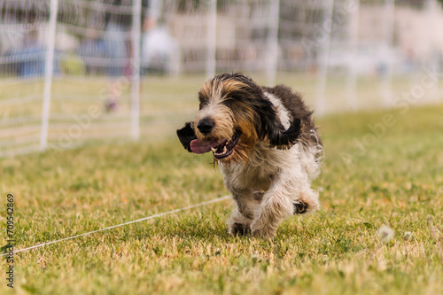 happy and excited Petit Basset Griffon Vendeen running dog sports photo