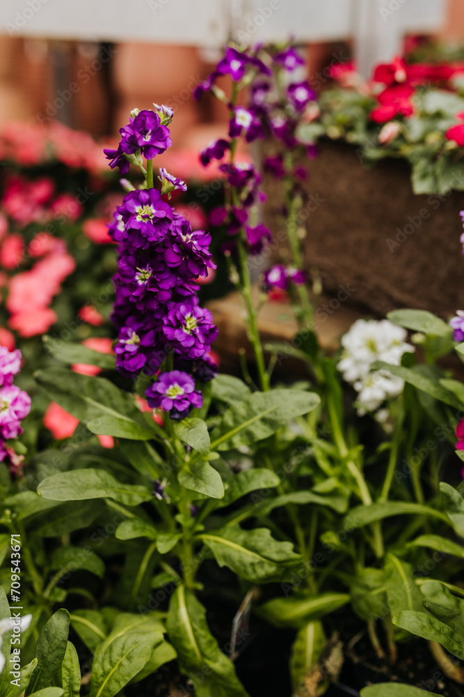 custom made wallpaper toronto digitalClose up of purple flowers at greenhouse