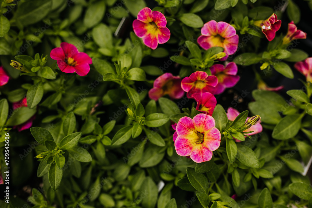 Close up of pink and yellow petunia flowers at local greenhouse Close up of pink and yellow petunia flowers at local greenhouse