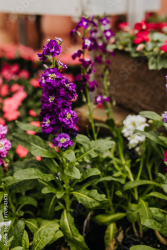 Wallpaper Mural Close up of purple flowers at greenhouse Torontodigital.ca