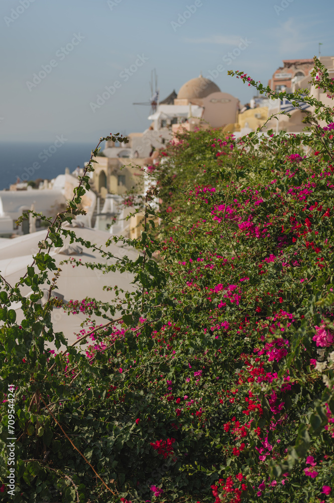 Pink and red Bougainvillea growing in the village of Oia