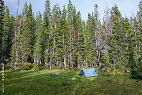 Tent nestled among tall trees in a serene forest