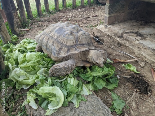 the big turtle eating lettuce photo