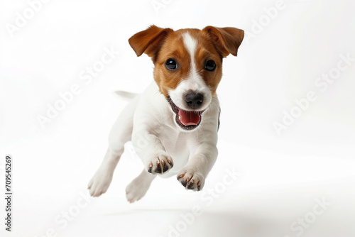 Cute playful Jack Russell Terrier puppy in motion, jumping, running isolated on white studio background. Concept of motion, animal life, banner of veterinary clinic. Copy space © Maksim