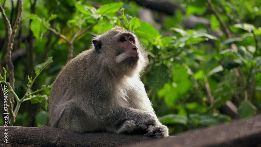 A wild macaque monkey in north of Bali, Indonesia. A wild macaque monkey in north of Bali, Indonesia.