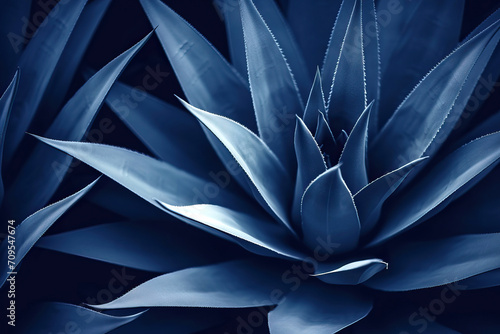  Abstract summer background with blue agave cactus closeup photo