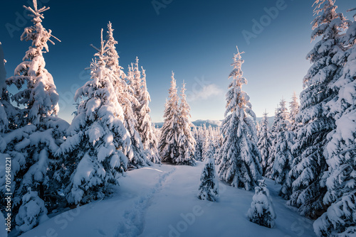 Scenic image of snowy fir trees on a frosty day after a heavy snowfall. © Leonid Tit