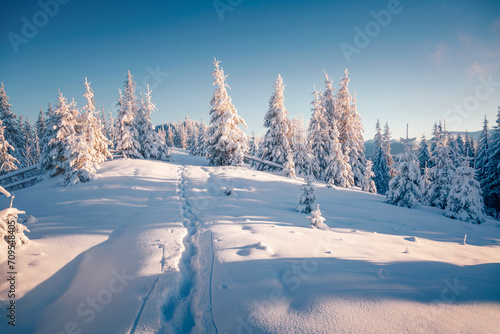 Fototapeta Naklejka Na Ścianę i Meble -  Fabulous view of snow-capped spruces on a frosty day glowing by sunlight.