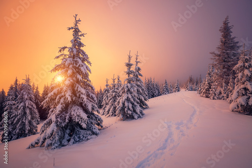 Fabulous winter sunset in the mountains with frosty fir trees.