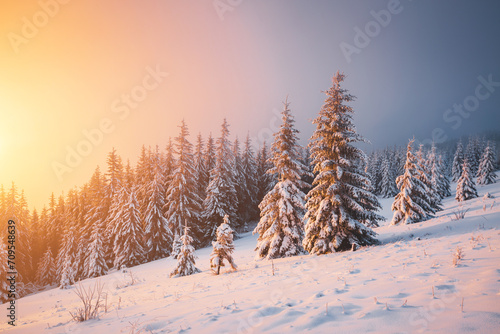 Fabulous winter sunset in the mountains with frosty fir trees.