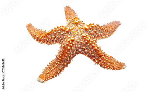 Starfish in Stylish On Transparent Background.