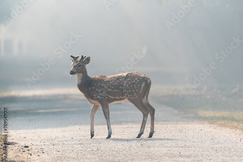 Close up of a spotted deer in the forest. photo