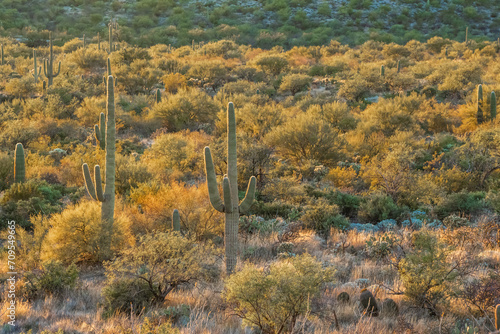 A long slender Saguaro Cactus in Tucson, Arizona