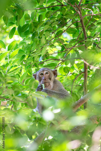 A small brown monkey is sitting on the tree branch among green leaf, it looking to the camera. Animal in the wild protrait photo. © Nattawit