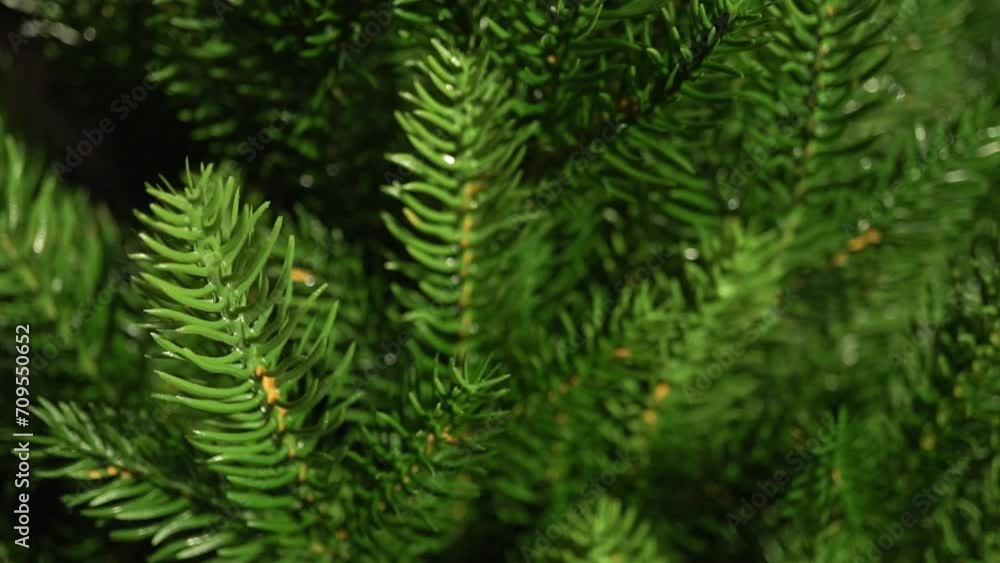 Preparing an artificial Christmas tree for the New Year and Christmas Preparing an artificial Christmas tree for the New Year and Christmas