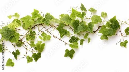 Bush grape or three-leaved wild vine cayratia , generated by AI