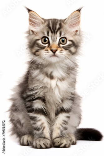 Adorable Fluffy Tabby Kitten Sitting on White Background © Andrei