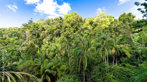 Rainforest, Tamborine Mountain, Queensland, 2023