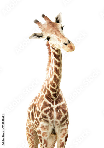 Cute curiosity giraffe. The giraffe looks interested. Animal stares interestedly. Isolated on white background