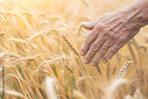 Altershand im Weizenfeld: Eine erfahrene Hand streicht sanft über die goldenen Ähren, eine berührende Verbindung zur Natur und der Erntesaison
