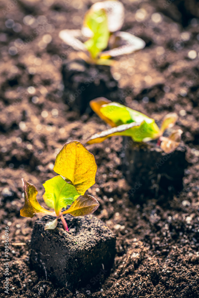 Planting lettuce seedlings into fertile soil. New life, eco, sustainable living concept Planting lettuce seedlings into fertile soil. New life, eco, sustainable living concept