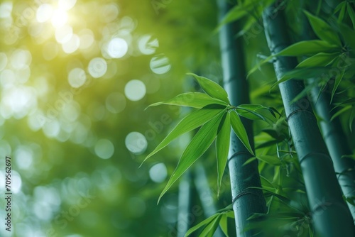 Green and lush bamboo forest professional photography © NikahGeh