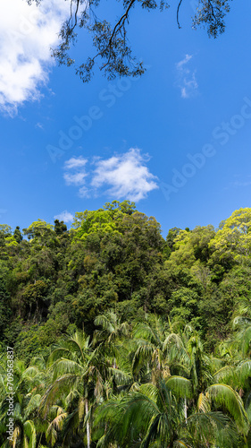 Rainforest  Tamborine Mountain  Queensland  2023