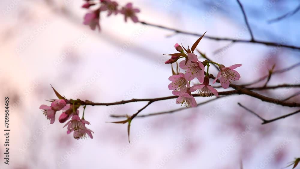 Pink Phaya Suea Krong flowers blooming in the wind, Pink flowers blooming in the wind behind white clouds and bright sky, Sakura thailand - Cherry blossoms in Thailand Pink Phaya Suea Krong flowers blooming in the wind, Pink flowers blooming in the wind behind white clouds and bright sky, Sakura thailand - Cherry blossoms in Thailand