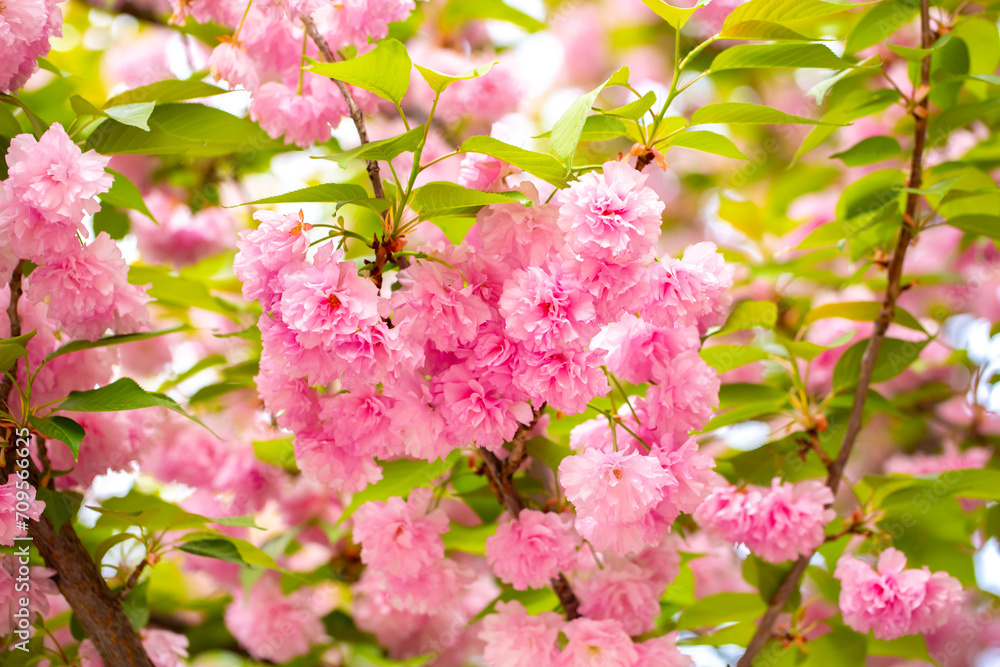 Fototapeta premium Sakura. Cherry blossom, branches with flowers sway in the wind. Pink flowers of the sakura tree. Spring landscape with flowering trees. Beautiful nature on a sunny day.