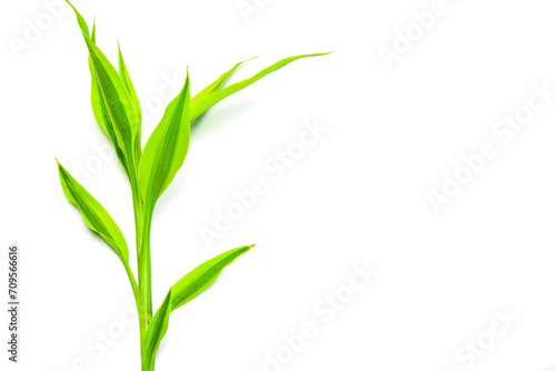 green grass isolated on a transparent background