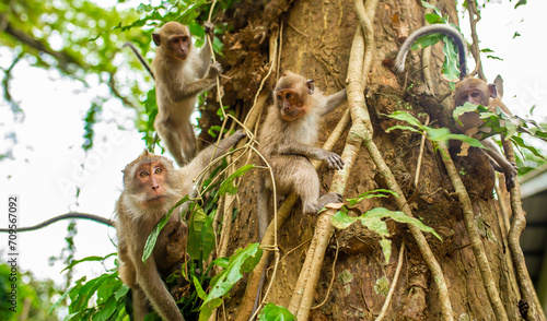 Photography Monkeys in nature in the jungle of Thailand