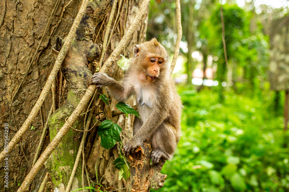 Monkeys in nature in the jungle of Thailand. A flock of monkeys in the trees. Wildlife scene with wild animals. Monkeys in nature in the jungle of Thailand. A flock of monkeys in the trees. Wildlife scene with wild animals.