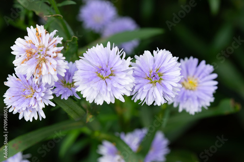 Purple and pink Margaret flowers blooming in the sunlight in the morning natural seasons