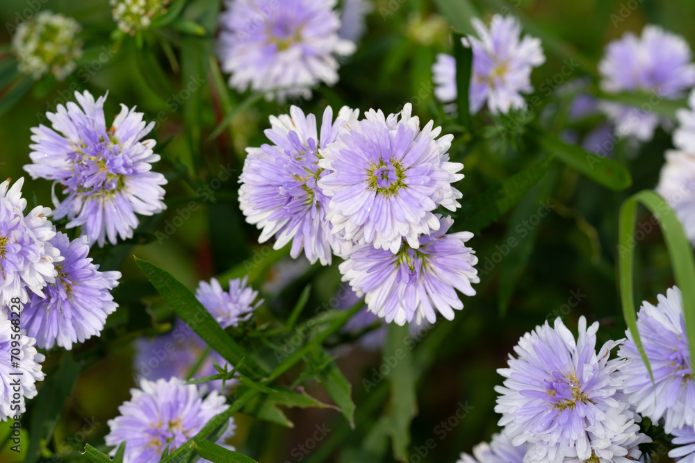 Purple and pink Margaret flowers blooming in the sunlight in the morning natural seasons Purple and pink Margaret flowers blooming in the sunlight in the morning natural seasons