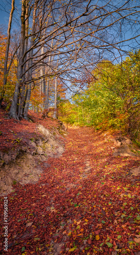 November in mountains. Vertical picture of colorful autumn forest. Picturesque morning scene of Carpathian woodland. Trekking in mountains at October. Beauty of nature concept background.