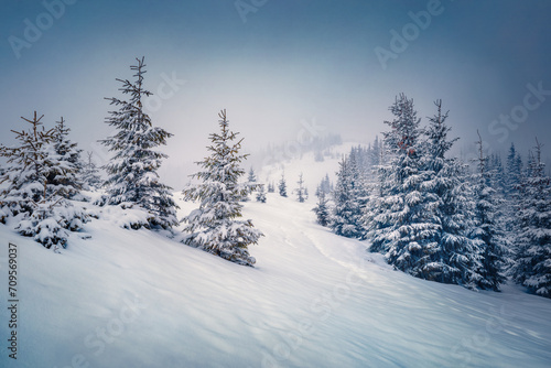 Christmas postcard. Wonderful winter landscape. Foggy morning view of Carpathian valleys with snow covered fir trees. Calm outdoor scene of mountain forest.