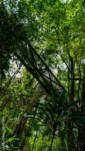 Tamborine Rainforest Skywalk, Tamborine Mountain, Queensland, 2023