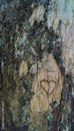 Tree bark, Rainforest, Tamborine Mountain, Queensland, 2023