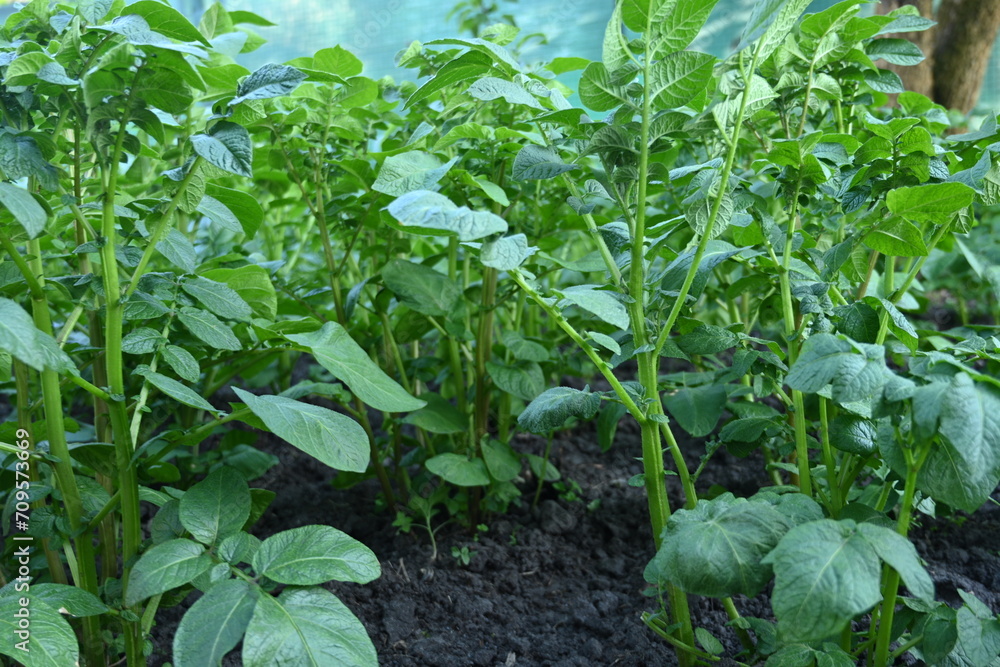 potato bushes, green young leaves potato close-up, leaf veins, stems of a nightshade plant, against the background of black soil, background, organic vegetable garden potato bushes, green young leaves potato close-up, leaf veins, stems of a nightshade plant, against the background of black soil, background, organic vegetable garden