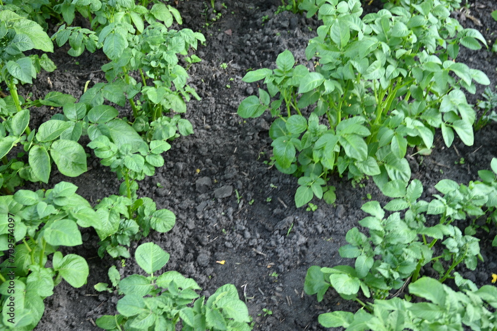 Obraz premium potato bushes, green young leaves potato close-up, leaf veins, stems of a nightshade plant, against the background of black soil, background, organic vegetable garden