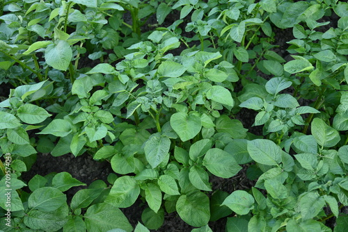 Wallpaper Mural potato bushes, green young leaves potato close-up, leaf veins, stems of a nightshade plant, against the background of black soil, background, organic vegetable garden Torontodigital.ca
