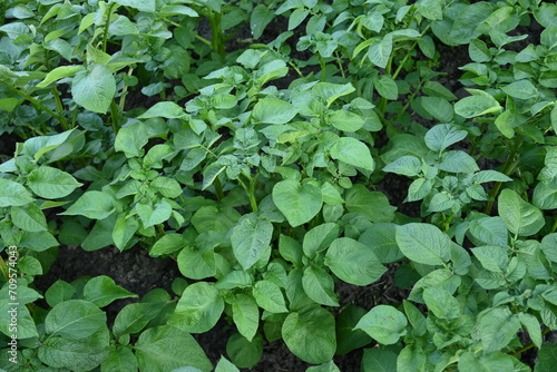 potato bushes, green young leaves potato close-up, leaf veins, stems of a nightshade plant, against the background of black soil, background, organic vegetable garden